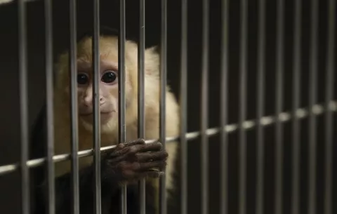 Mi Ambiente da una nueva vida a animales salvajes víctimas del tráfico ilegal 