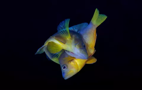 Una comparación de coloridos peces del Caribe desafía las ideas sobre cómo surgen las especies