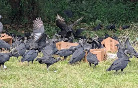 Desechos con animales muertos atraen gallinazos y ponen en riesgo los vuelos en Tocumen