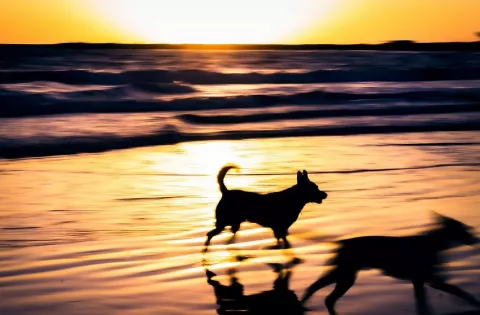 Licitación de Hospital de Mascotas tiene dos reclamos