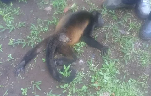 Muere electrocutada la mona Victoria; conservacionistas piden tomar acciones inmediatas con los cables