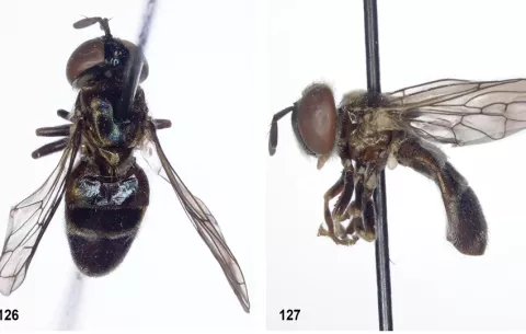 Descubren doce especies de moscas, una de ellas en Panamá