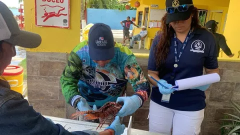 Disminuye población de pez león en Panamá