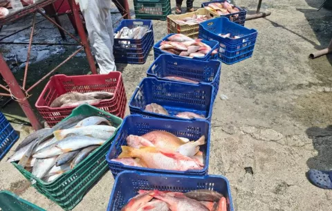 Exportaciones de productos del mar alcanzan récord histórico