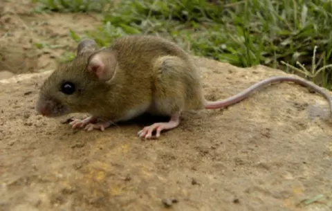 Investigan posible muerte de un menor de 10 años por hantavirus en Los Santos