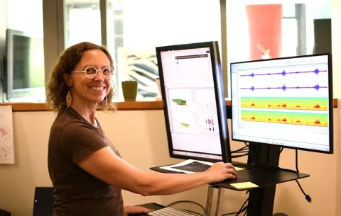 ¿Cómo los cantos de los saltamontes amplían los conocimientos de los investigadores sobre los insectos tropicales?