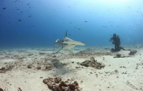 Las hembras de tiburón martillo podrían estar viajando a Panamá para parir