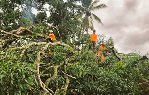 Tres viviendas afectadas y 15 árboles caídos por fuerte temporal en Calovébora, Veraguas