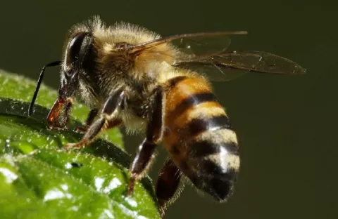 Presencia abejas africanizadas, presentan altos reportes en el Cuerpo de Bomberos
