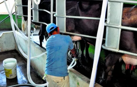 Productores de leche piden intervención del Gobierno ante la suspensión de la compra de leche grado C 