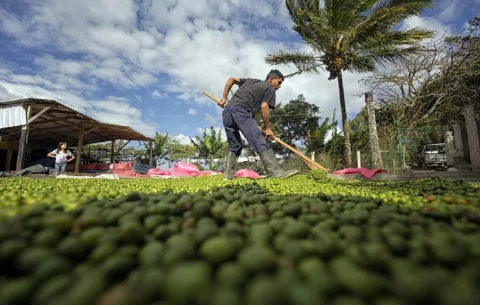 Mercados de carbono subestiman el valor de los árboles maduros en cafetales sostenibles