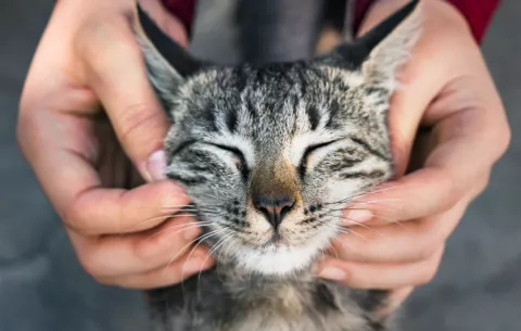 ¿Por qué se celebra el Día Internacional del Gato el 8 de agosto?