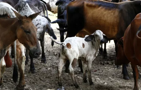 Gusano barrenador rompió la barrera que lo frenaba en Panamá