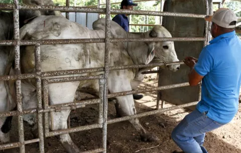 Sector ganadero en Panamá, concienciado 'a golpes' en la lucha contra el gusano barrenador
