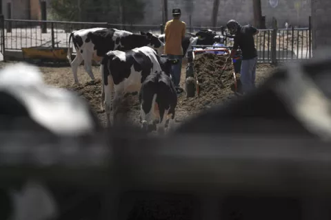 En Honduras el gusano barrenador afecta a bovinos, perros y hasta personas