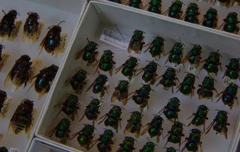 El 10% de las especies de insectos en un bosque tropical pueden parecer idénticas a las especies relacionadas