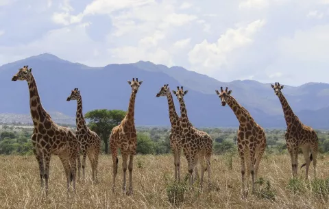 Científicos reconocen cuatro especies distintas de jirafas en una reclasificación histórica
