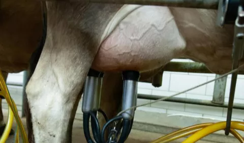 Procesadores de leche muestran preocupación por las importaciones