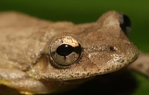 Una nueva especie de rana semiarborícola es descubierta en la Amazonía de Perú