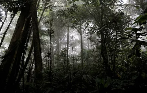 El manejo y conservación de los bosques de Centroamérica centrará cita regional en Panamá