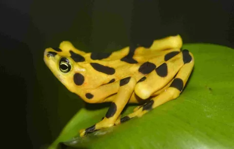 Investigadores hallan una vía para identificar refugios para ranas en extinción en Panamá