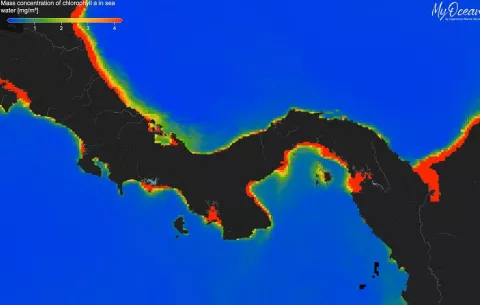 El afloramiento, que pasa todos los años en el Golfo de Panamá, no sucedió por primera vez en 2025