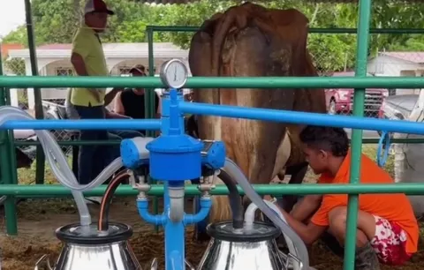 Este año sí habrá Feria Nacional del Ganado Lechero en Monagrillo