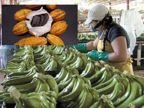Bocas del Toro no debe depender del banano; el cacao toca la puerta