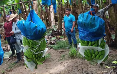 Chiquita Brands implementará modelo de aparcería en Bocas del Toro