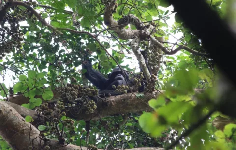 Chimpancés beben el equivalente a casi dos bebidas alcohólicas al día