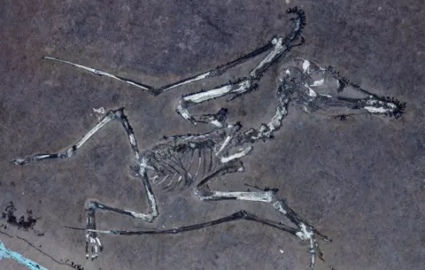 Una autopsia de 150 millones de años revela cómo murieron los pterosaurios