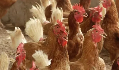 Declaran alerta por enfermedad respiratoria contagiosa de aves domésticas y silvestres