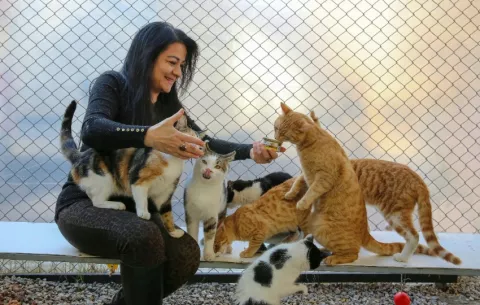 Beneficios de adoptar un gato adulto
