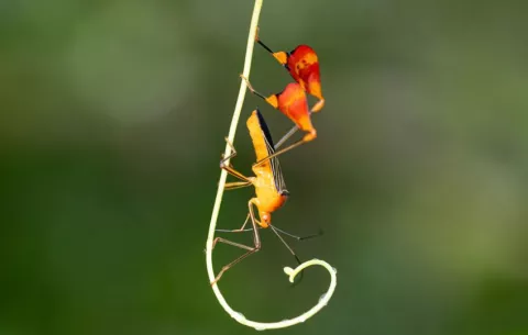 El 'insecto matado' de Panamá mueve sus patas traseras para defenderse de depredadores