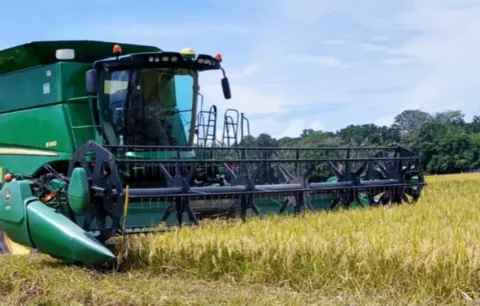 Productores de maíz inician nueva siembra mientras esperan pagos adeudados