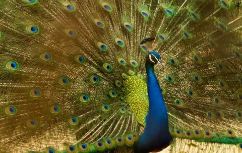 Acusan de crueldad animal a hombre de Florida por matar y comerse a dos pavos reales
