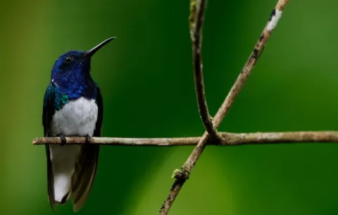 Panamá acogerá el próximo Congreso Mundial de Áreas Protegidas y Conservadas en 2027