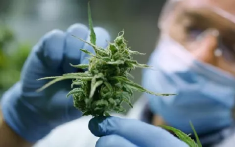 Cannabis, incluido en la lista de Sustancias Controladas permitidas en Panamá