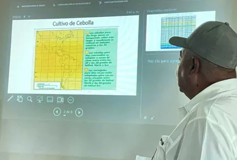 Cebolleros coclesanos recibirán apoyo en innovación y transferencia tecnológica