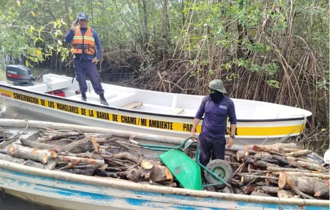 En Chame retienen embarcación con cargamento ilegal de mangle