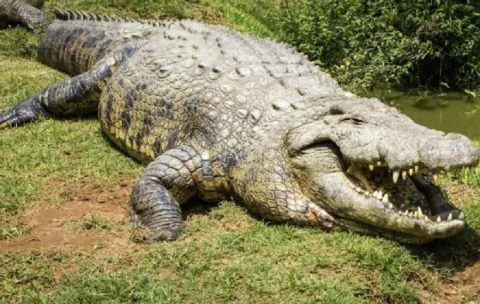 Jamaica alerta de posible desplazamiento de cocodrilos por Melissa