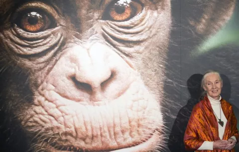 Muere Jane Goodall, la 'Lady Chimpancé' que dedicó su vida al estudio de estos primates