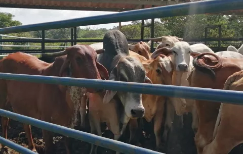 Ejecutan 17 allanamientos en Panamá Oeste, dándole un duro golpe al hurto pecuario