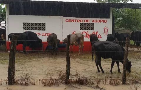 Mariato sufre severas pérdidas agrícolas tras el impacto indirecto del huracán Melissa 