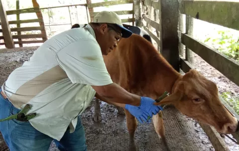 Fortalecen la vigilancia sanitaria bovina en Escobal
