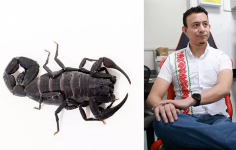 UP patenta un antiveneno único, que actúa contra la picadura de tres especies de alacrán