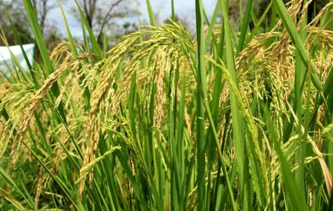 Mida busca garantizar la importación de semillas certificadas de arroz