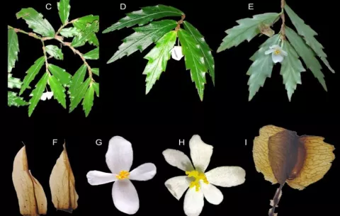 Nueva especie de Begonia es descubierta por investigadores de la Universidad de Panamá