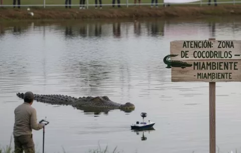 ¡Atenderán problemática con los cocodrilos! MiAmbiente destina más de $40 mil  para atender el conflicto con los humanos