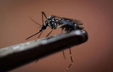 Panamá suma 23 muertes por dengue y 13.844 casos de la enfermedad en 2025